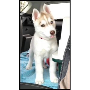 Best-Husky-Breeders-in-Pennsylvania-Maplelane-Siberians