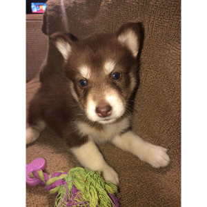 Best-Husky-Breeders-in-Pennsylvania-Raes-Husky-Heaven