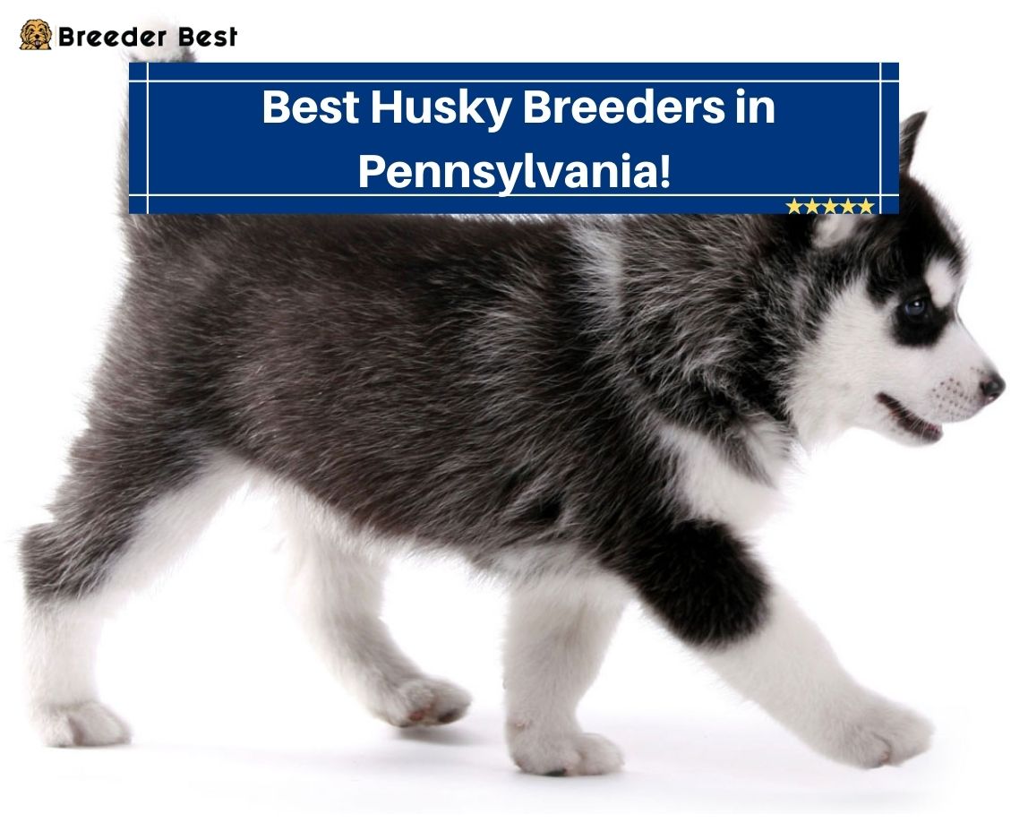Best-Husky-Breeders-in-Pennsylvania