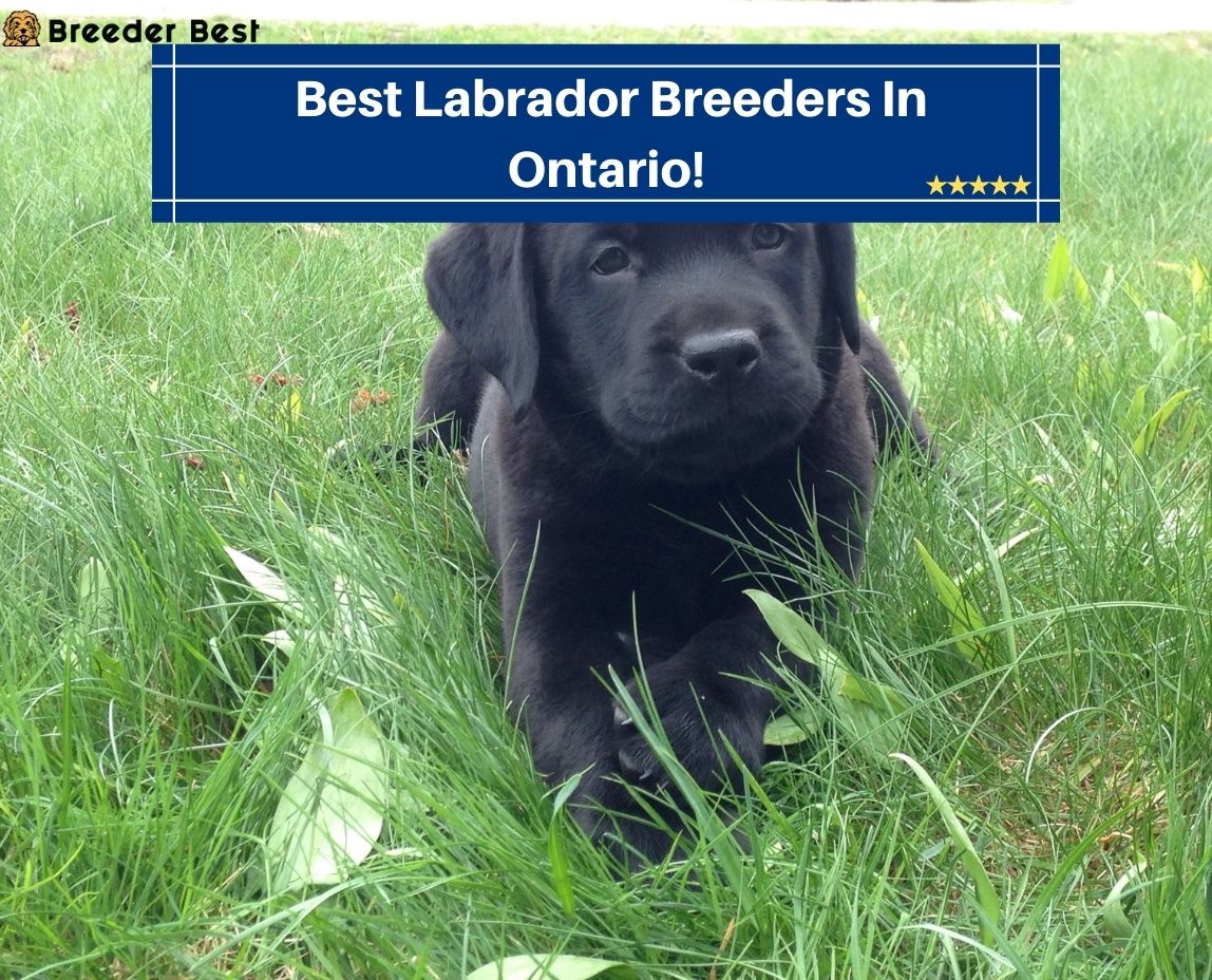 Best-Labrador-Breeders-In-Ontario
