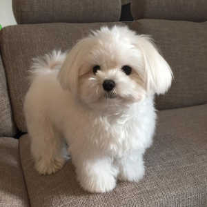 Best-Maltese-Breeders-in-Florida-Exquisite-Pups-by-Christine