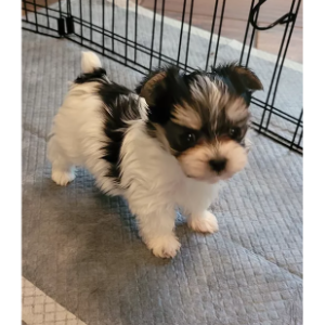 Best-Maltese-Breeders-in-Florida-KE-Yorkies-Morkies-and-Maltese