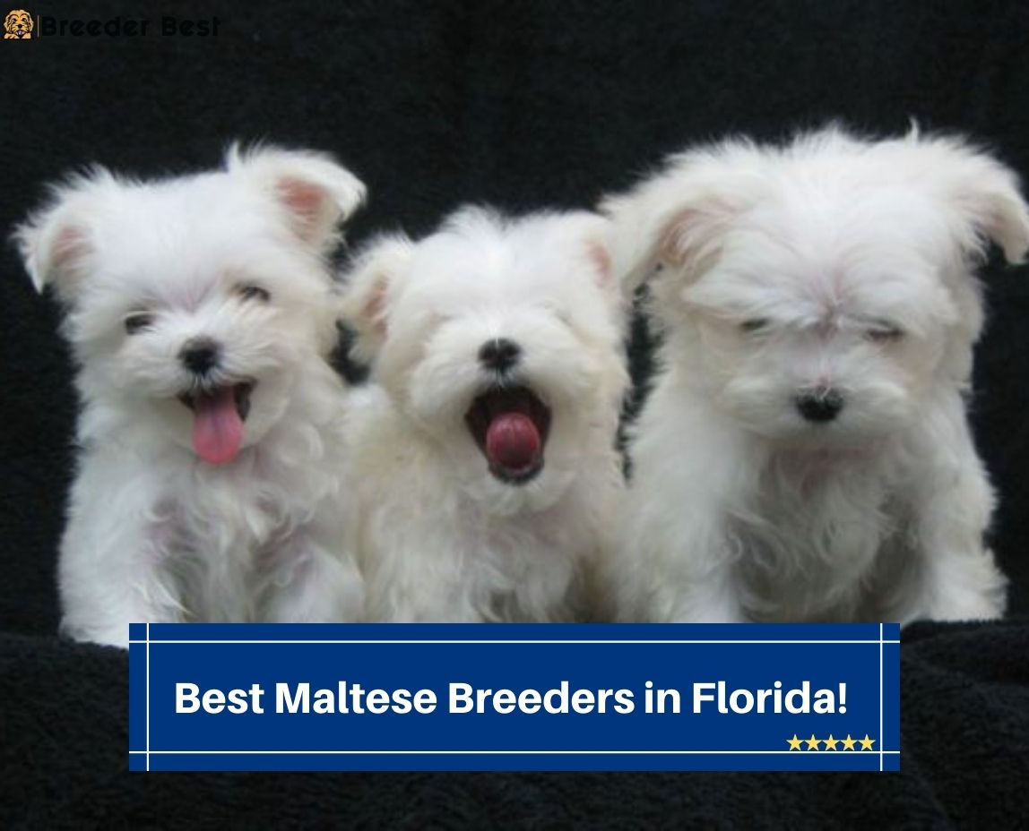 Best-Maltese-Breeders-in-Florida
