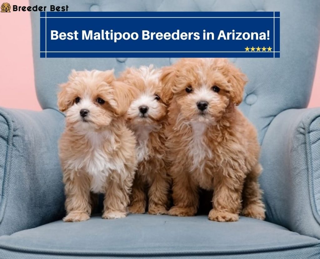 7 Best Maltipoo Breeders in Arizona! (2024) Breeder Best