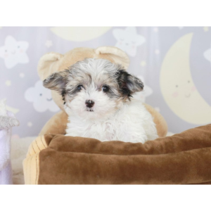 Best-Maltipoo-Breeders-in-Arizona-Animal-Kingdom-AZ