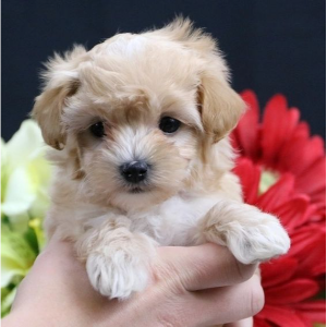 Best-Maltipoo-Breeders-in-Arizona-Bear-Creek-Maltipoo