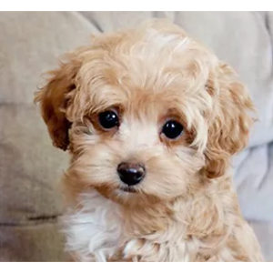 Best-Maltipoo-Breeders-in-Arizona-Country-Acres-Puppies