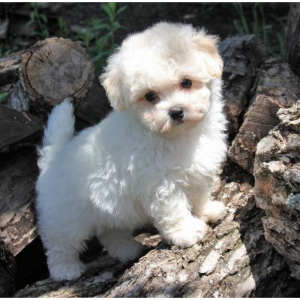 Best-Maltipoo-Breeders-in-Arizona-PocketPoos