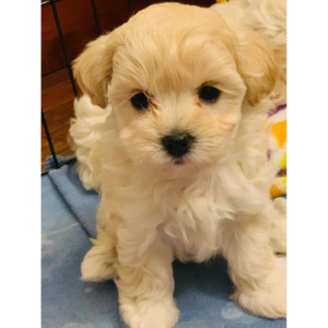 Best-Maltipoo-Breeders-in-Arizona-Polo-Maltipoos