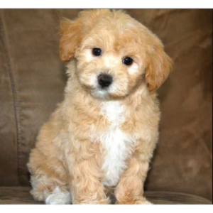 Best-Maltipoo-Breeders-in-Arizona-The-PawPalace