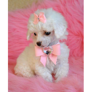 Best-Mini-Poodle-Breeders-In-The-U.S-Allegros-Poodles