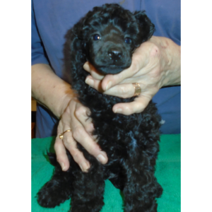 Best-Mini-Poodle-Breeders-In-The-U.S-Amity-Valley-Kennels