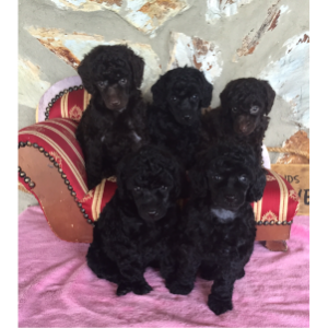 Best-Mini-Poodle-Breeders-In-The-U.S-Forever-Poodles