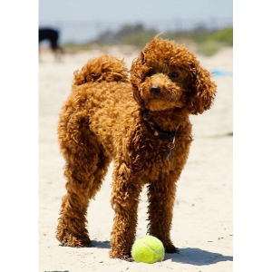 Best-Mini-Poodle-Breeders-In-The-U.S-King-Poodle-Puppies
