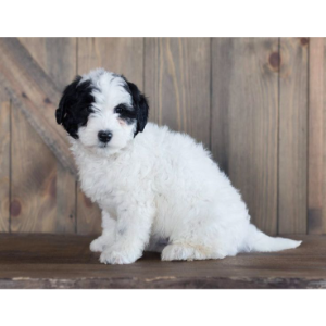 Best-Mini-Sheepadoodle-Breeders-in-the-United-States-Dogwood-Doodlebugs