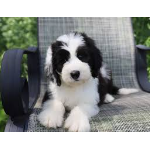Best-Mini-Sheepadoodle-Breeders-in-the-United-States-Doodle-Dog-Hill