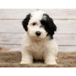 Best-Mini-Sheepadoodle-Breeders-in-the-United-States-Feathers-and-Fleece-Farm