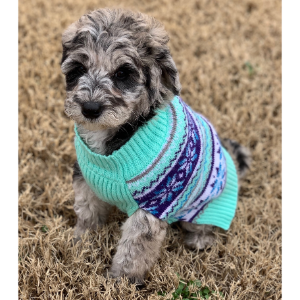 Best-Mini-Sheepadoodle-Breeders-in-the-United-States-Sheepadoodles-by-Design