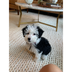 Best-Mini-Sheepadoodle-Breeders-in-the-United-States-Stoneridge-Doodles