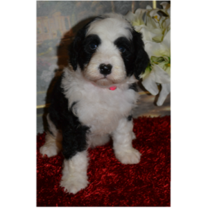Best-Mini-Sheepadoodle-Breeders-in-the-United-States-TLC-By-The-Lake
