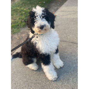Best-Mini-Sheepadoodle-Breeders-in-the-United-States-The-Farms-Precious-Doodles
