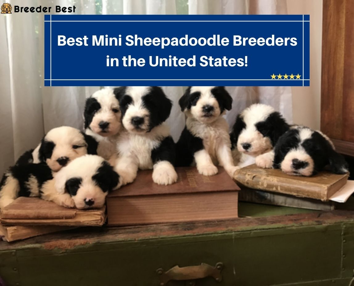 Best-Mini-Sheepadoodle-Breeders-in-the-United-States