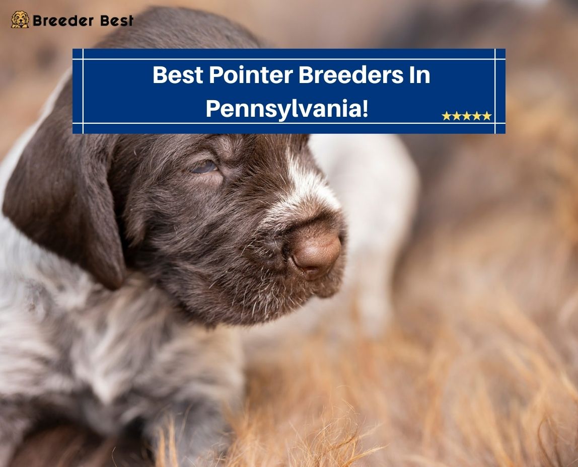 Best-Pointer-Breeders-In-Pennsylvania