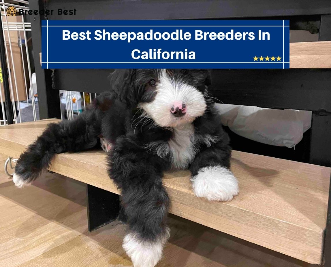 Best-Sheepadoodle-Breeders-In-California