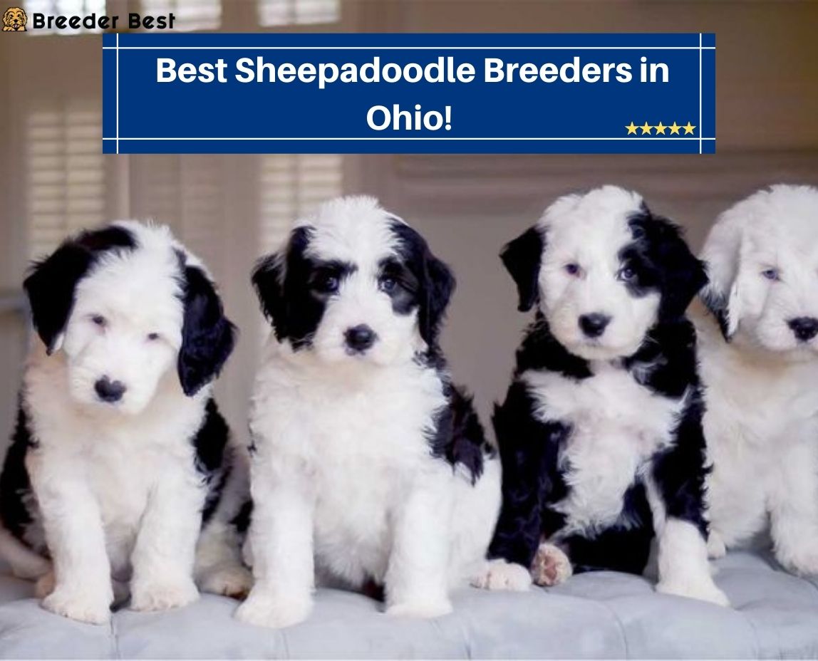 Best-Sheepadoodle-Breeders-in-Ohio