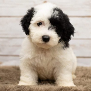 Best-Sheepadoodle-Breeders-in-Texas-Dallas-Doodle-Ranch