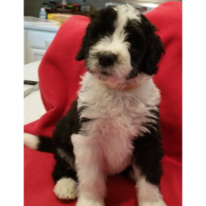 Best-Sheepadoodle-Breeders-in-Texas-Liberty-Hill-Sheepadoodles