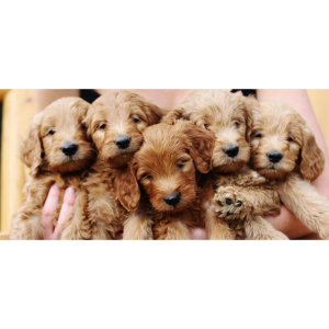 Best-Sheepadoodle-Breeders-in-Texas-Lonestar-Doodles