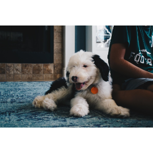 Best-Sheepadoodle-Breeders-in-Texas-Texan-Doodles