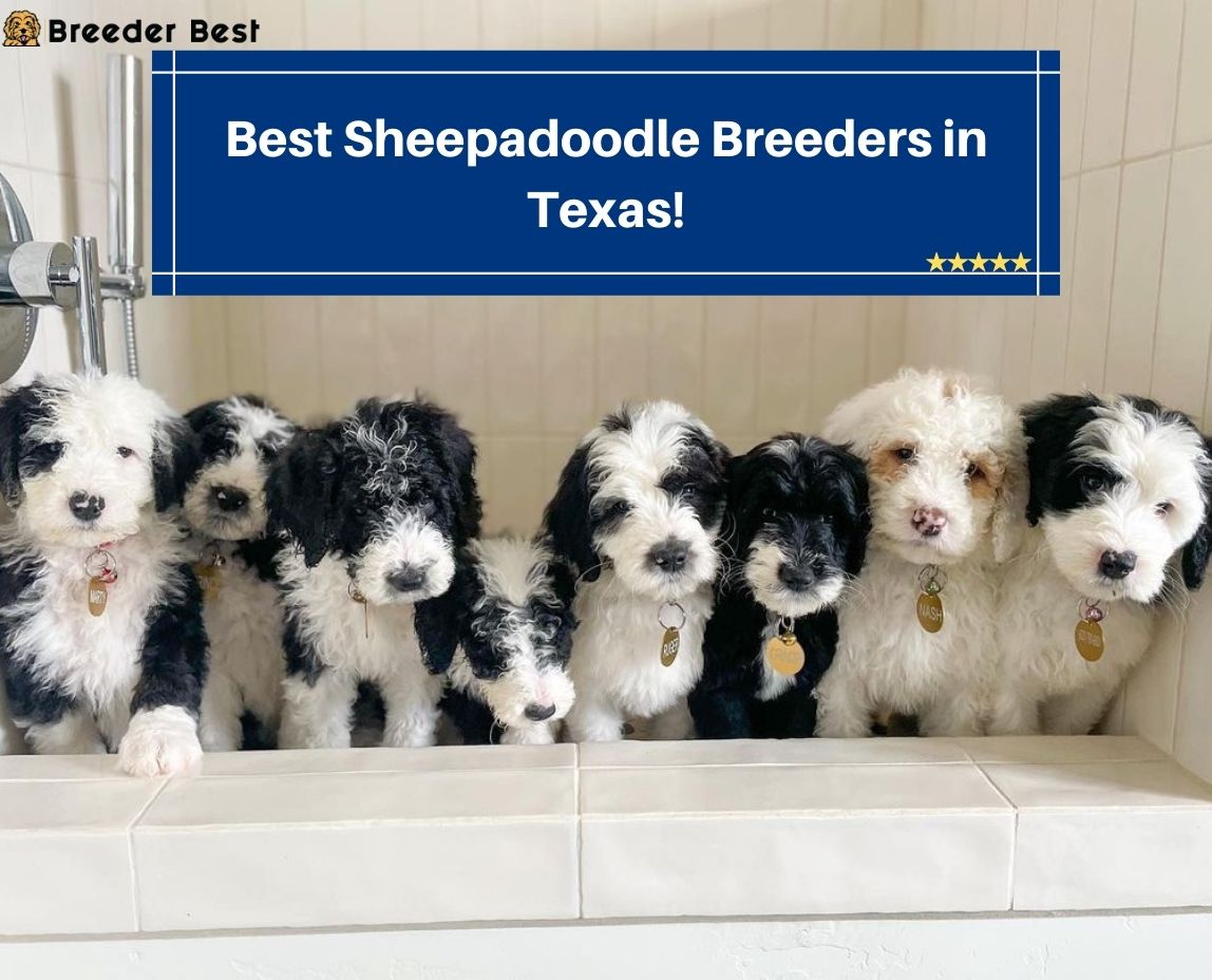 Best-Sheepadoodle-Breeders-in-Texas