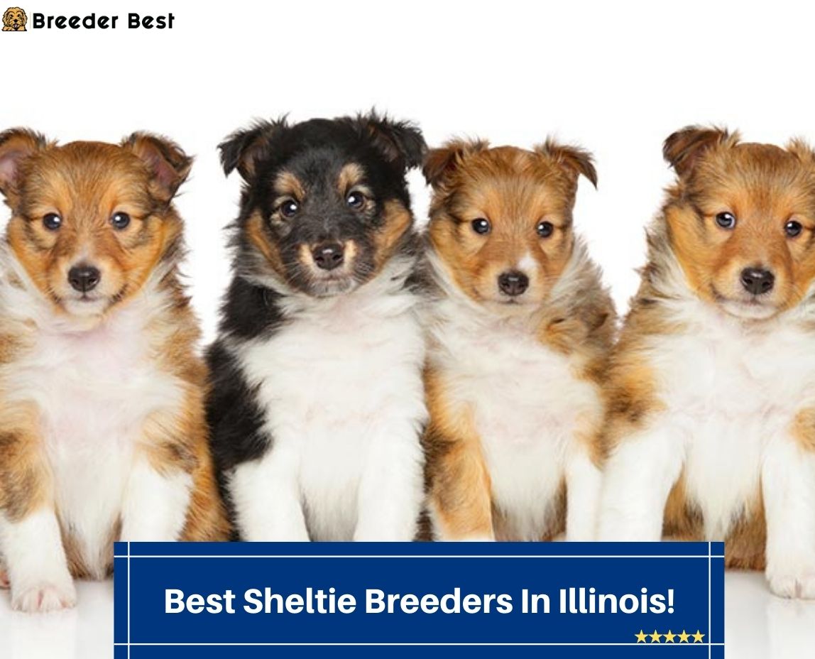 Best-Sheltie-Breeders-In-Illinois
