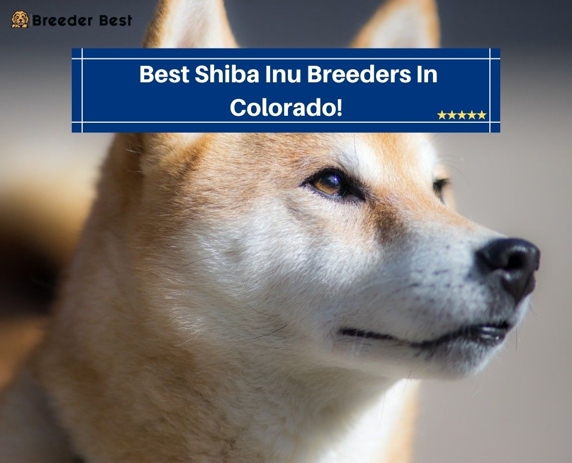Best-Shiba-Inu-Breeders-In-Colorado