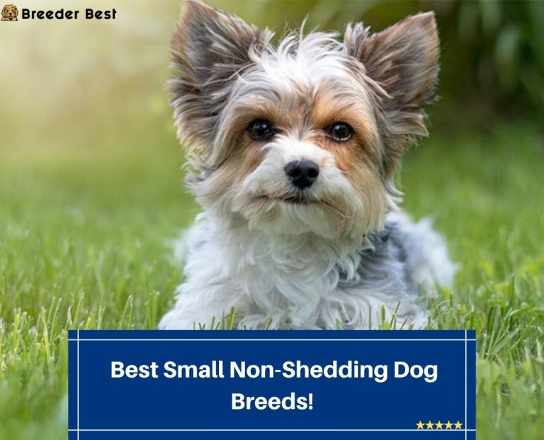 6 Best Small Non-Shedding Dog Breeds! (2024) - Breeder Best