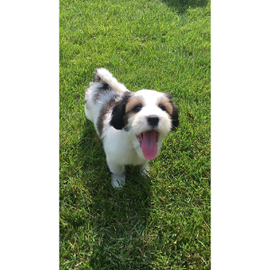 Best-Small-Non-Shedding-Dog-Breeds-Tibetan-Terrier