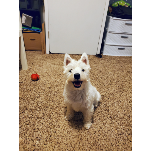 Best-Small-Non-Shedding-Dog-Breeds-West-Highland-White-Terrier