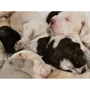 Border Collie Breeders in Colorado C2C Border Collies