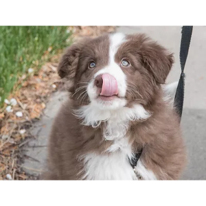 Border Collie Breeders in Colorado Circle CR