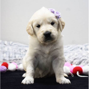 Border Collie Breeders in Colorado PuppySpot