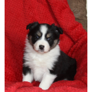 Border Collie Breeders in Colorado Sunset Ridge Border Collies