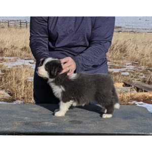 Border Collie Breeders in Colorado Wild Blue Border Collies