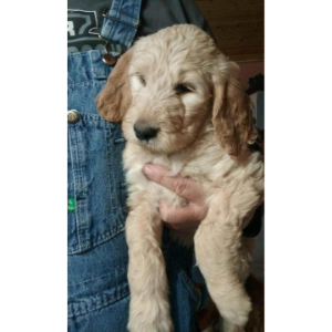 F1B-Goldendoodle-Puppies-For-Sale-Above-and-Beyond-Standards