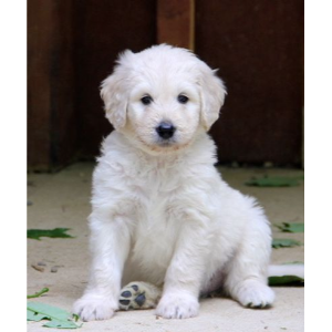 F1B-Goldendoodle-Puppies-For-Sale-Amber-Moon-Goldendoodles