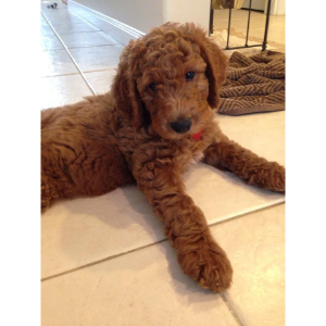 F1B-Goldendoodle-Puppies-For-Sale-Amberdoodles