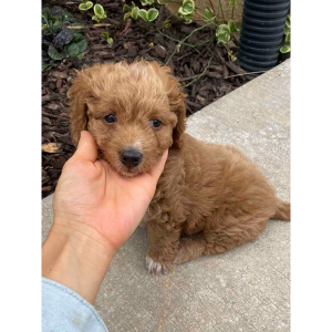 F1B-Goldendoodle-Puppies-For-Sale-Blackwater-Doodles