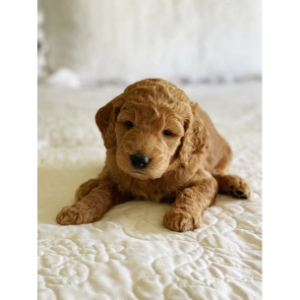 F1B-Goldendoodle-Puppies-For-Sale-Elimwood-Farm-Goldendoodles