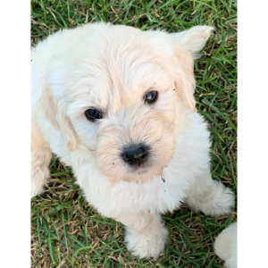 F1B-Goldendoodle-Puppies-For-Sale-Harvest-Moon-Goldendoodles